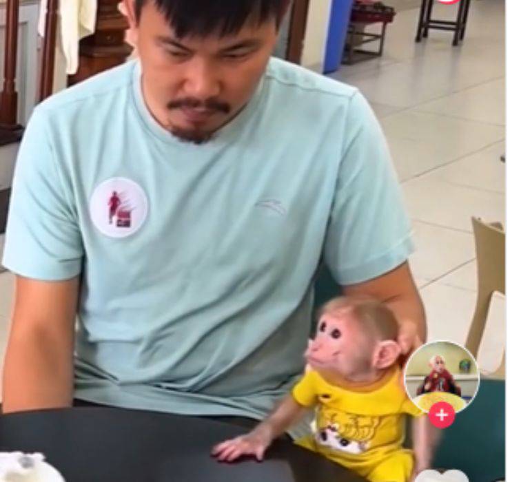 cucciolo scimmietta parlare momento