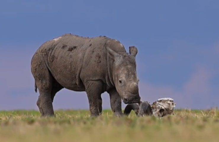 natura rinoceronte bianco libero