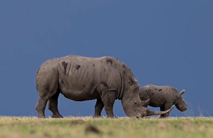 allevamento rinoceronti africa liberi