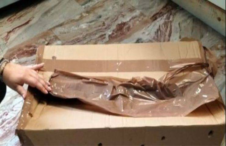 Una scatola chiusa con lo scotch nasconde la fiera degli orrori