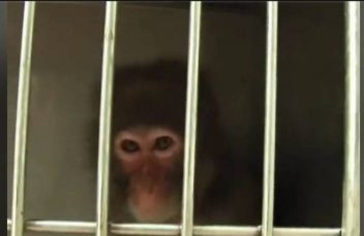 Scimmia terrorizzata dai traumi subiti ritrova fiducia