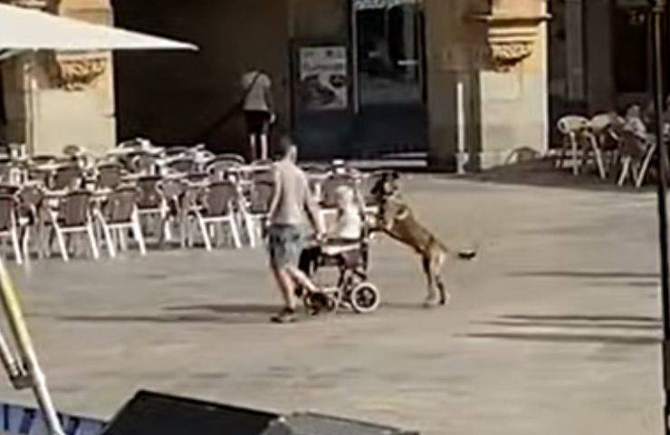 sedia rotelle cagnolino spinge