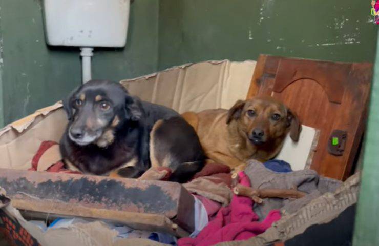 sudafrica cani abbandonati salvati