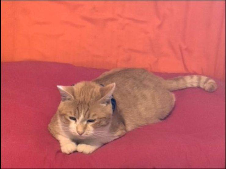 gatto docile seviziato