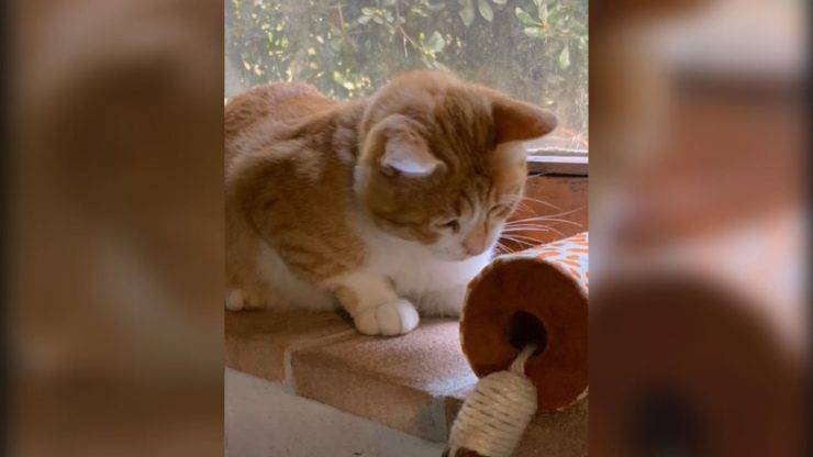 tentano impiccare bruciare gatto 