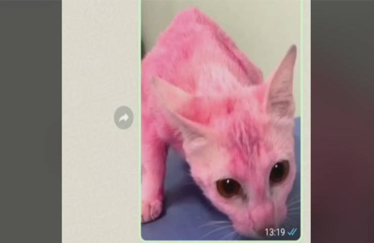 Assurdo: porta il gatto dal toilettatore e glielo restituiscono dipinto di rosa