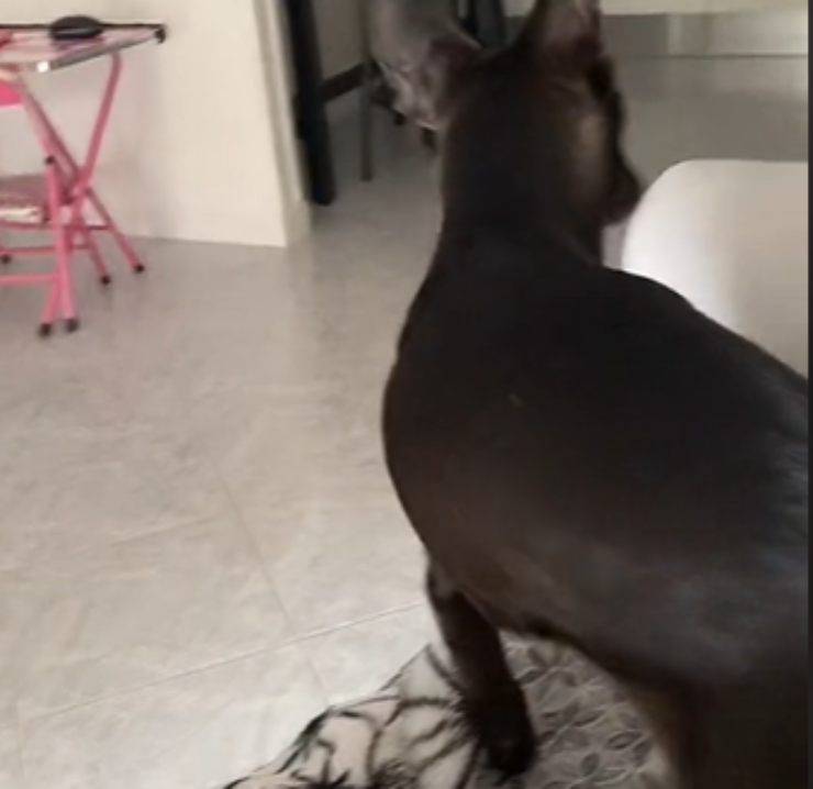 veterinario cane video virale