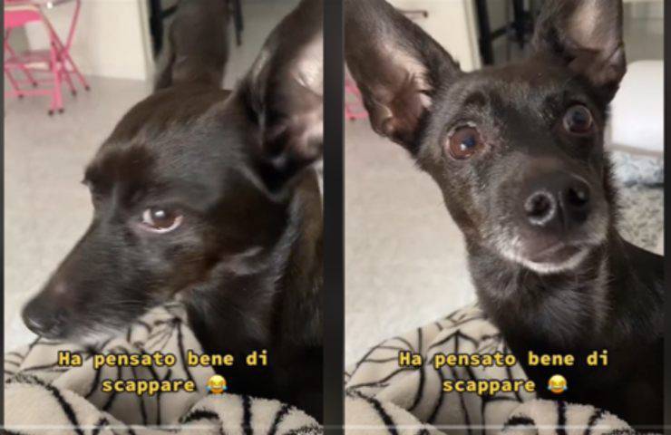 veterinario cagnolino capisce scappa