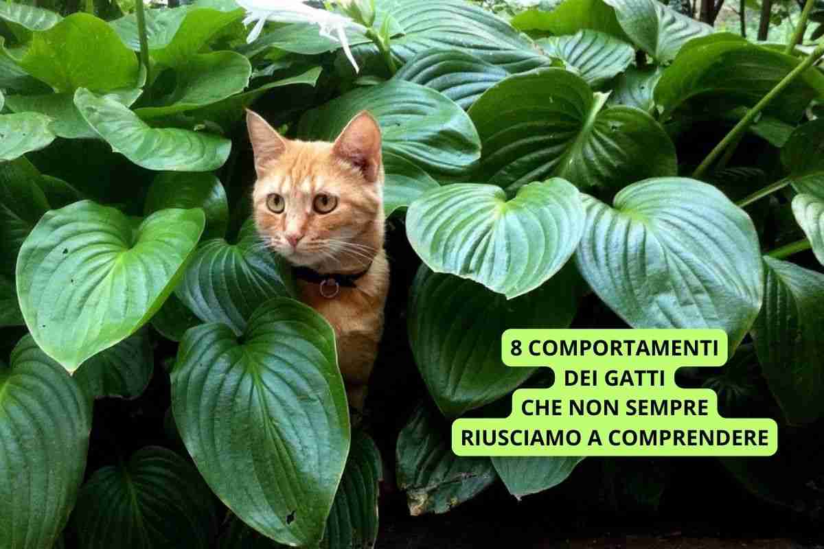 comportamenti gatti comprendere