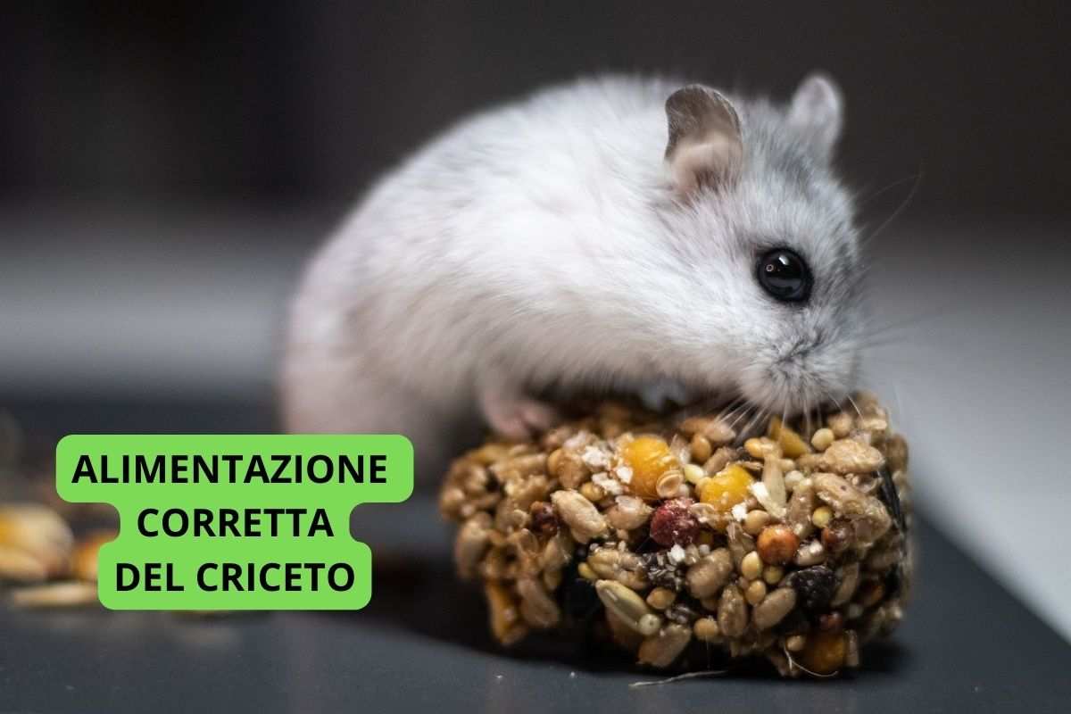 alimentazione corretta criceto