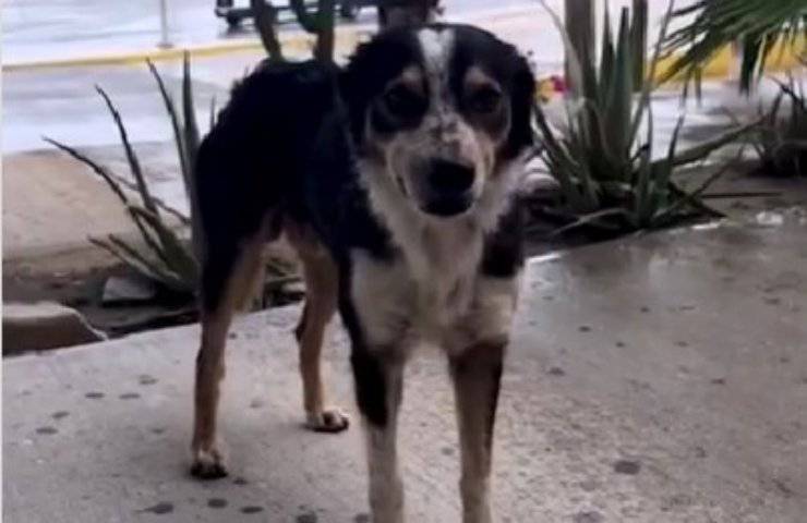 Abbandonato all'aeroporto attende il ritorno dei suoi padroni