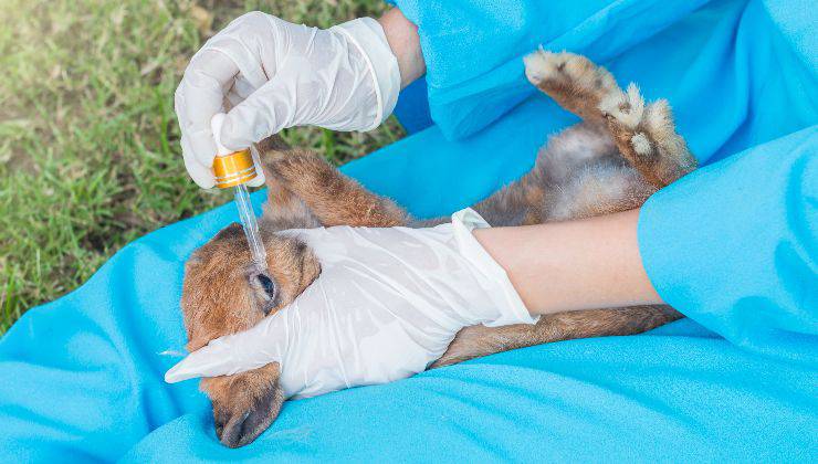 gocce negli occhi del coniglio