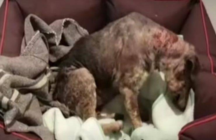 La rinascita di Angel