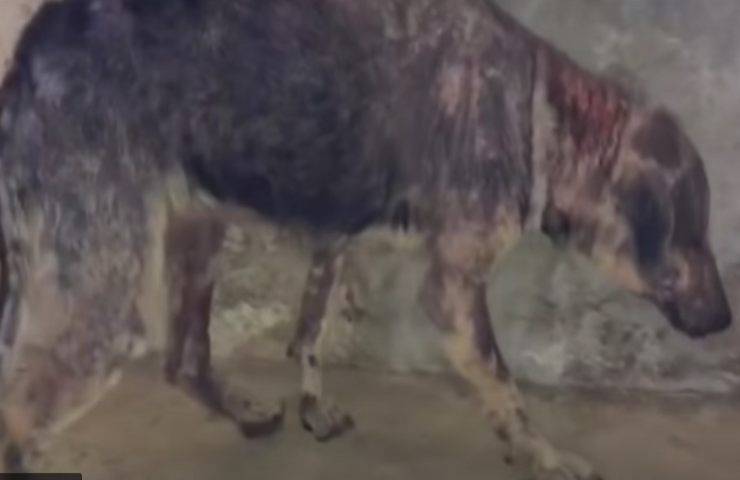 La rinascita di Angel