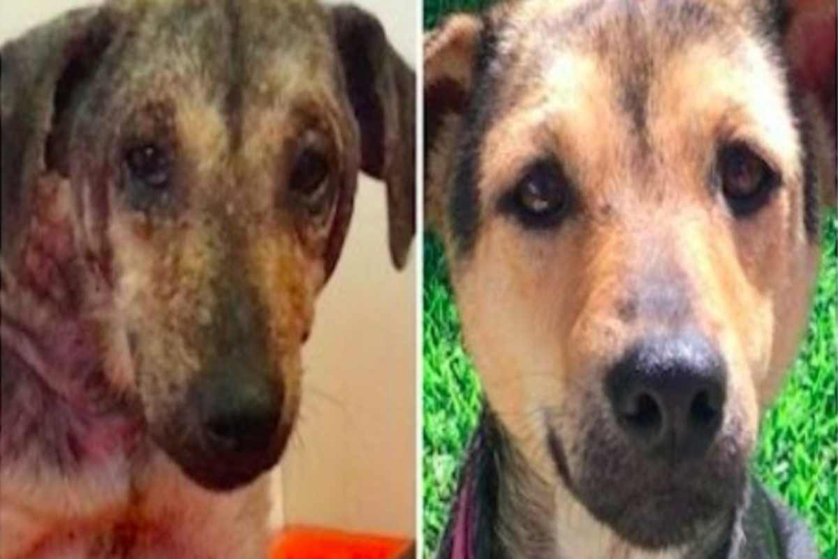 La rinascita di Angel