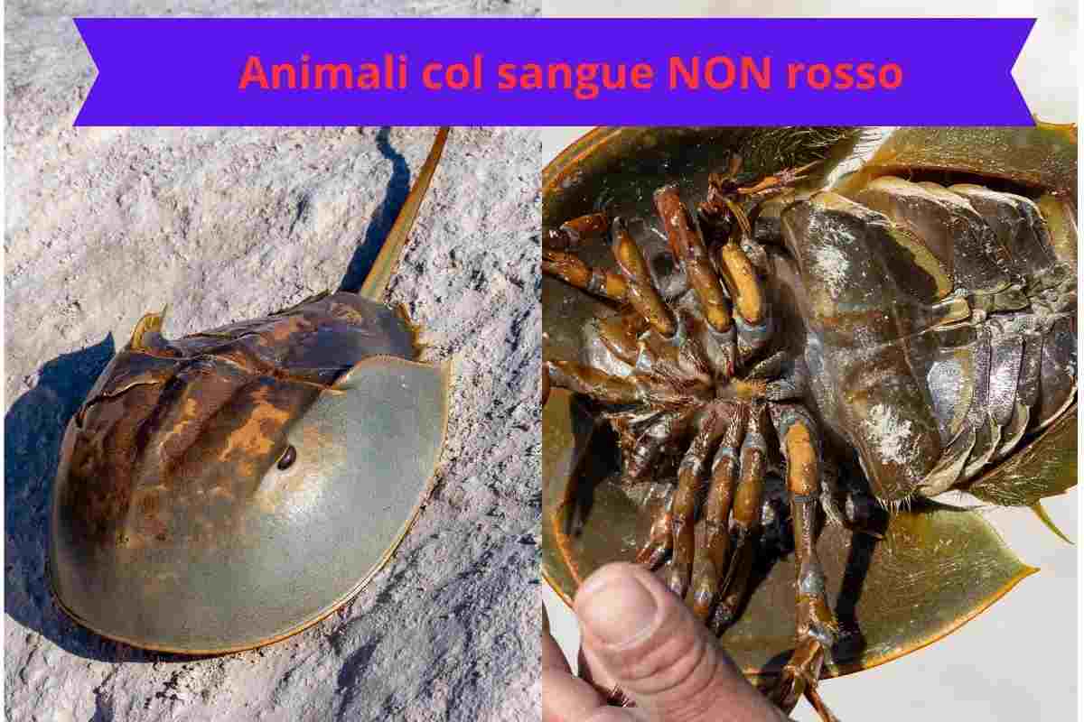 Limulo, animale con sangue blu