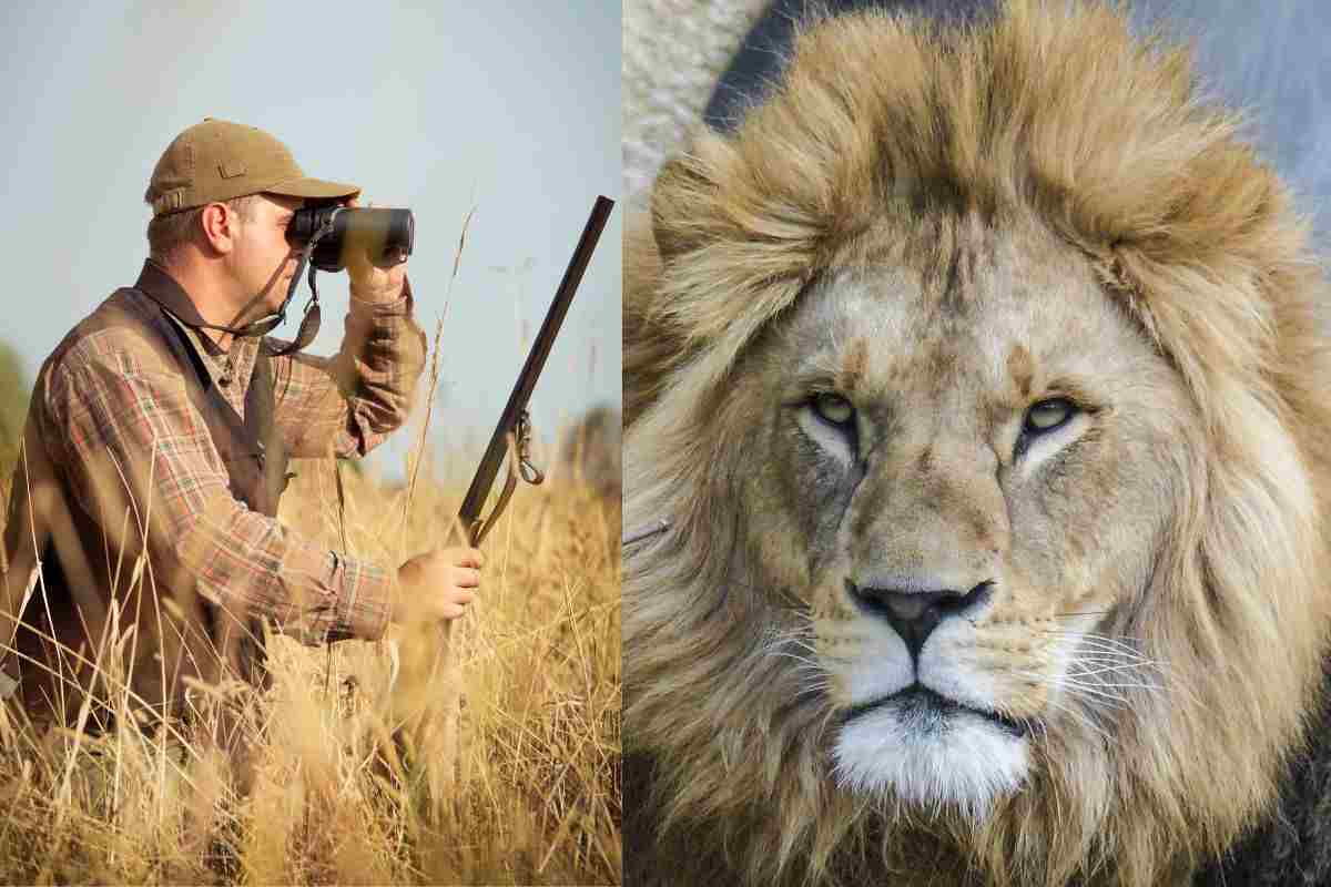 Leone africano e cacciatore