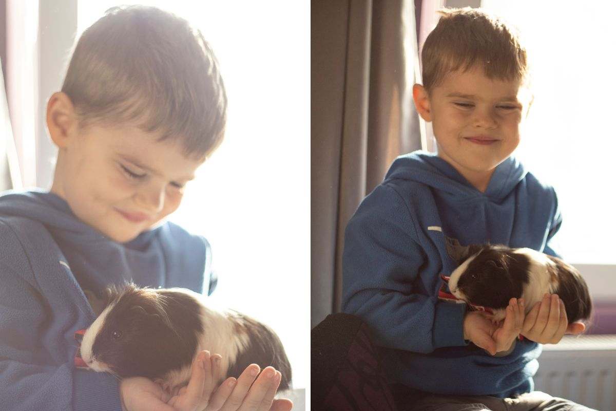 Come tenere in braccio il porcellino d'india