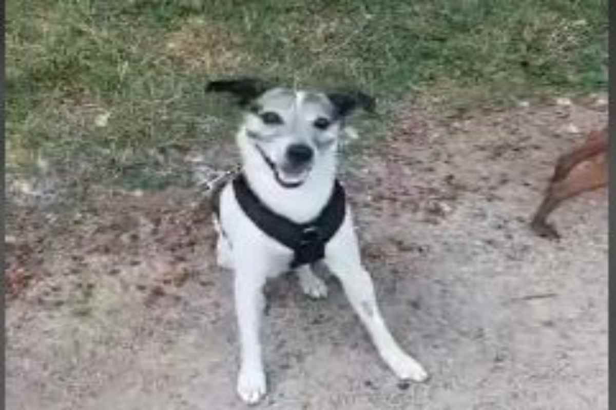 Abbandona il suo fedele compagno dopo 11 anni per colpa della nuova fidanzata