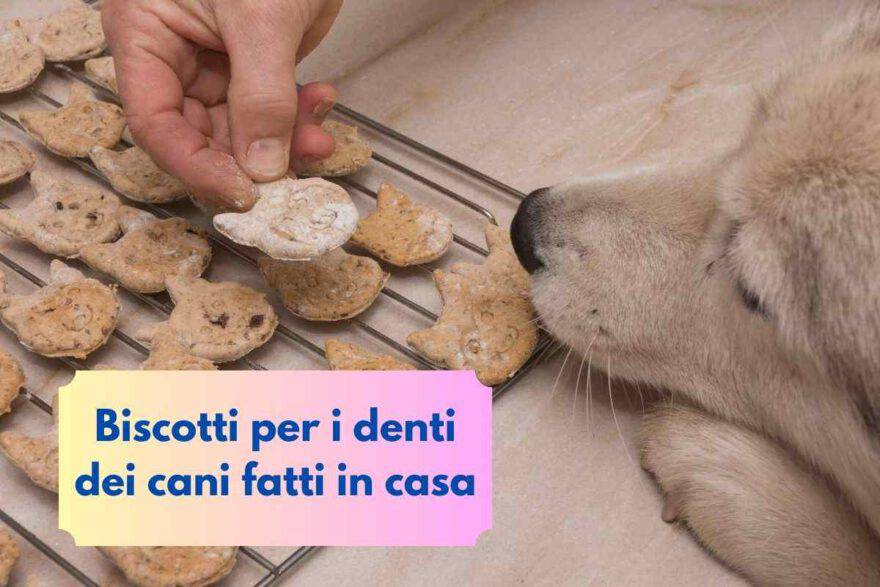 Biscotti per cani in friggitrice ad aria: lo snack sano e veloce che