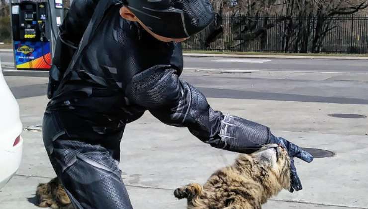 catman bambino aiuta gatti
