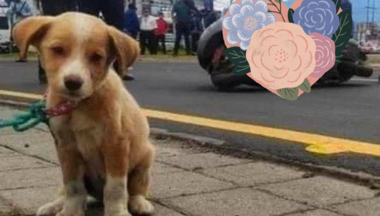 cane adottato da un giorno perde padrona