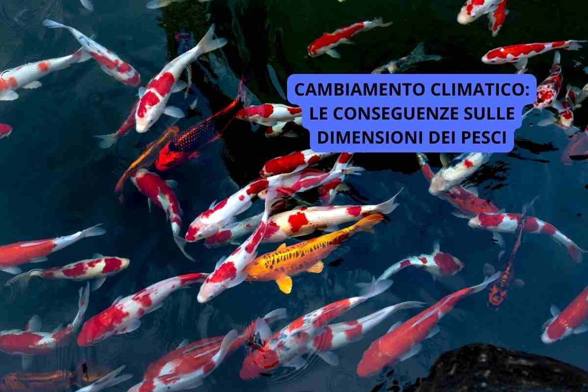 cambiamento climatico dimensioni pesci