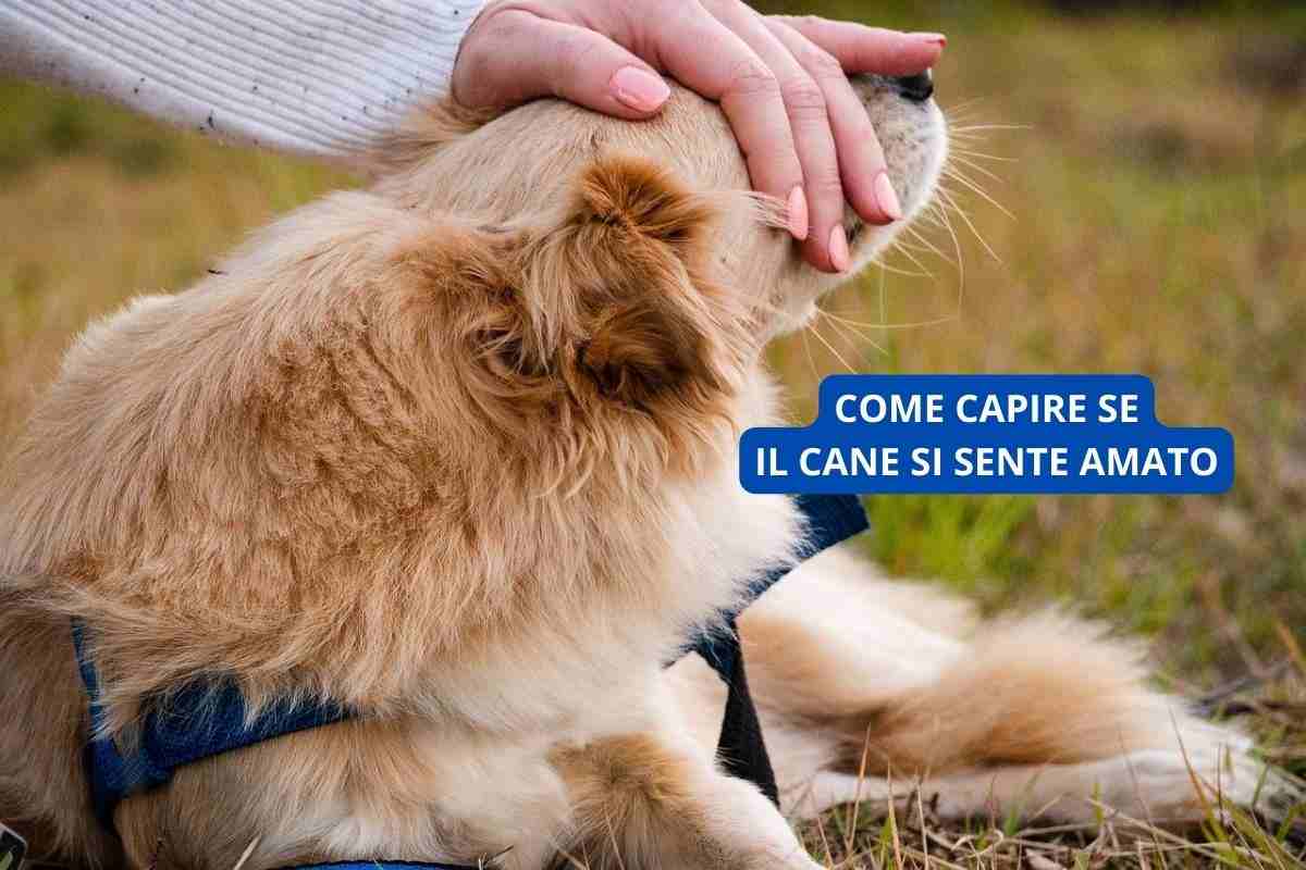 capire se il cane si sente amato