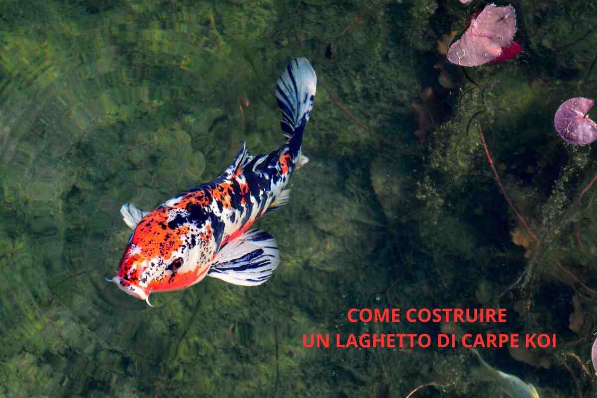 come costruire laghetto carpe koi