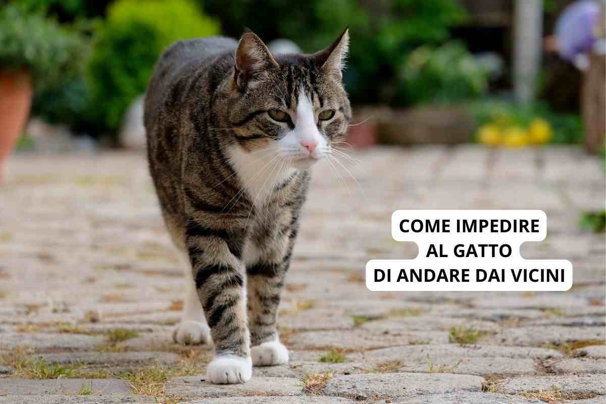 Come impedire al gatto di andare dai vicini