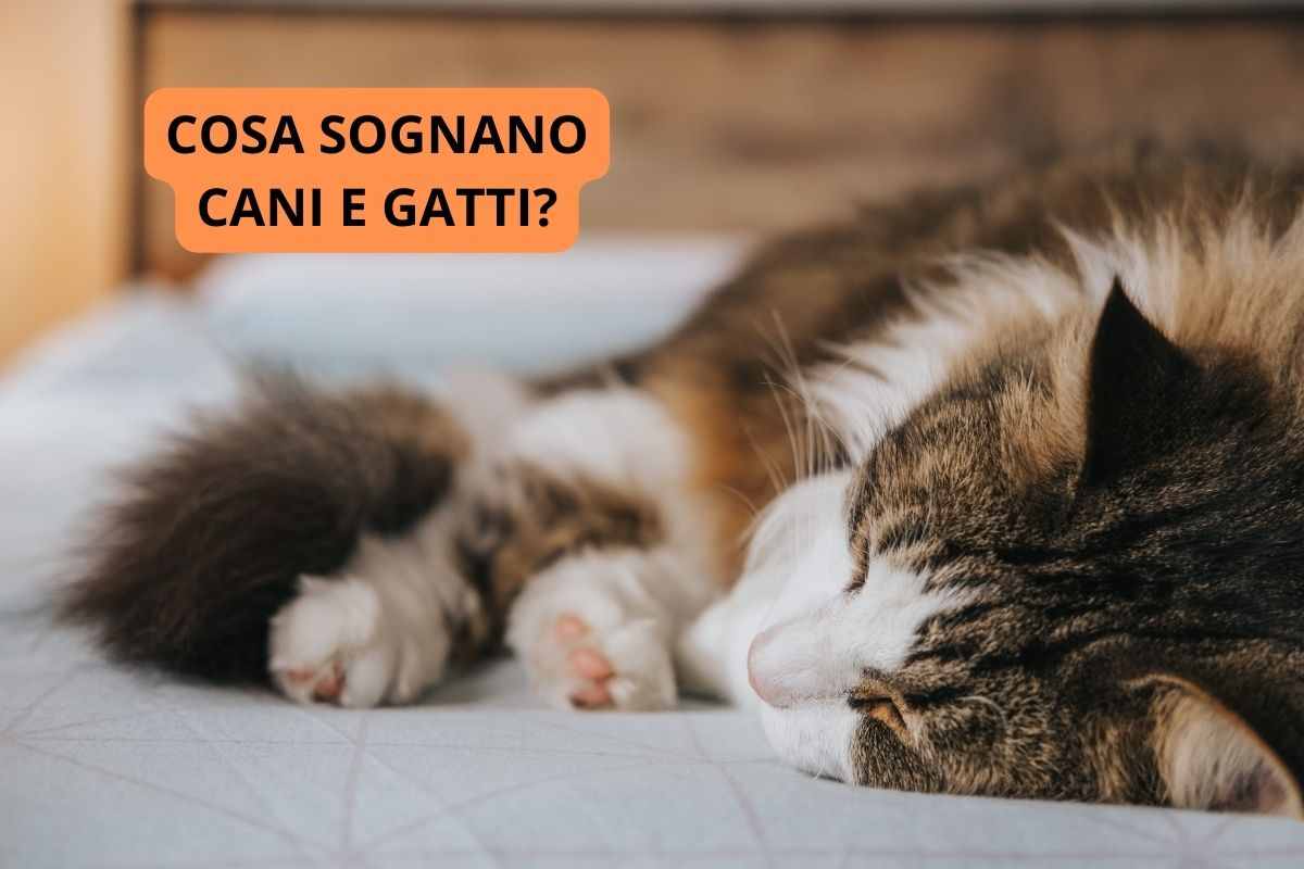 cosa sognano cani gatti