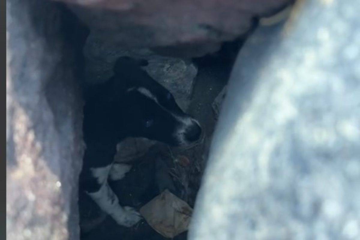 Il dramma di Nala, abbandonata in condizioni precarie