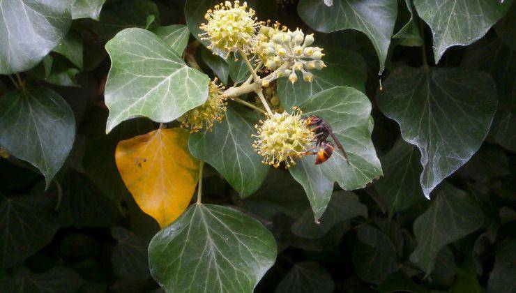 Calabrone asiatico su una pianta