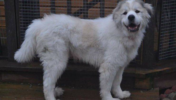 cane perde 15 kg di pelo