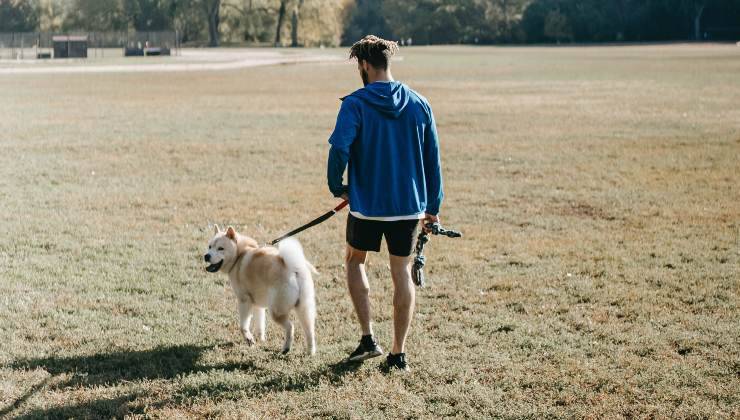 Cane passeggia con un uomo