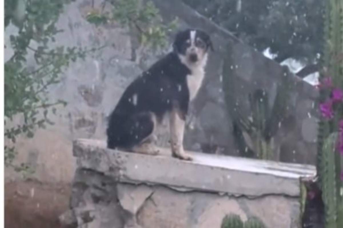 Abbandonato all'aeroporto attende il ritorno dei suoi padroni