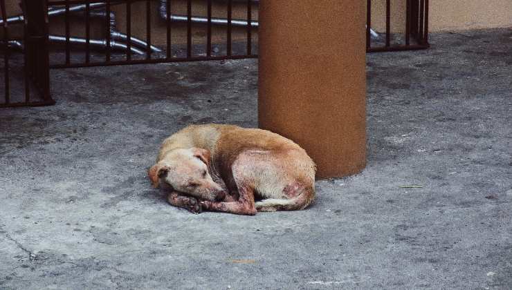 Cane abbandonato che dorme
