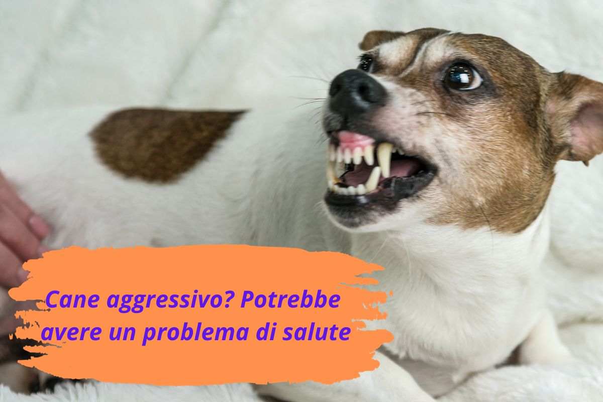 Il tuo cane è più aggressivo