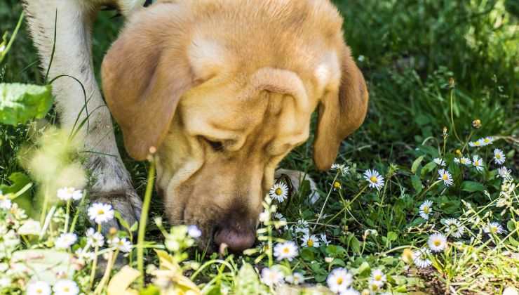 Cane annusa la terra