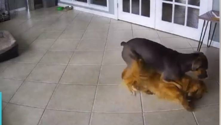 Cane blocca un altro cane