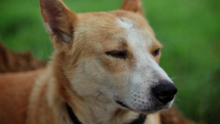 Cane cerca di capire