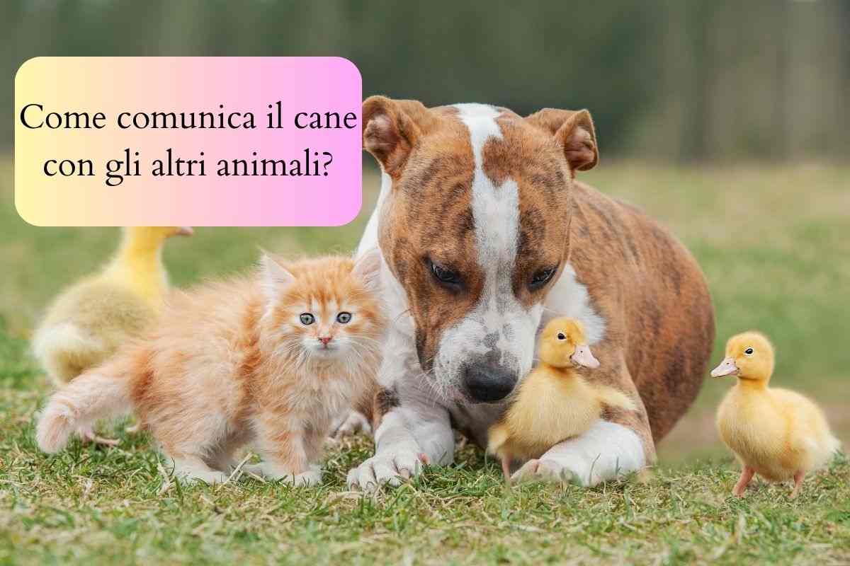 Come comunicano i cani con gli altri animali