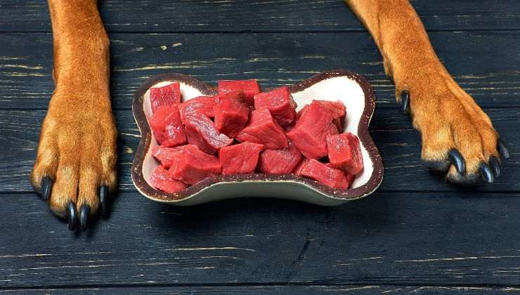Cane mangia carne rossa 