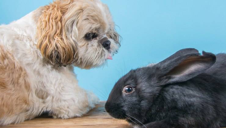 Cane e coniglio 