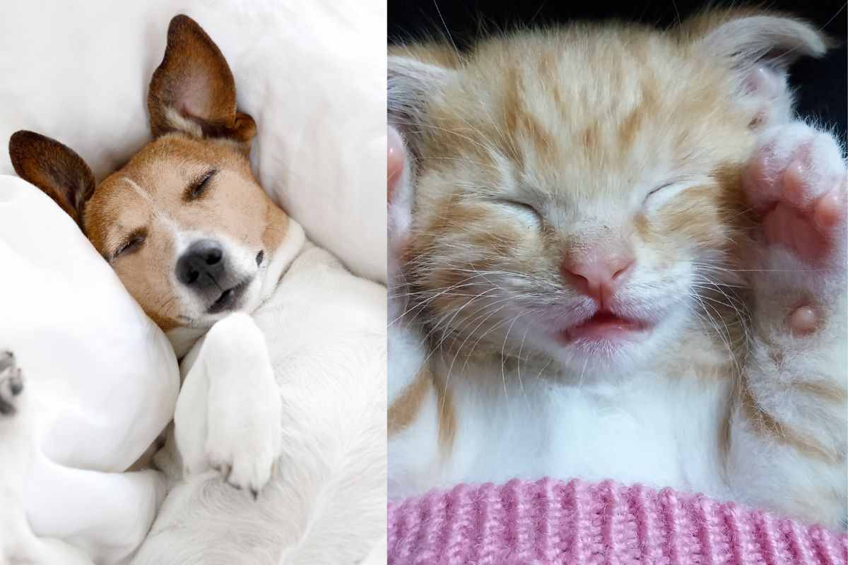 Cane e gatto dormono