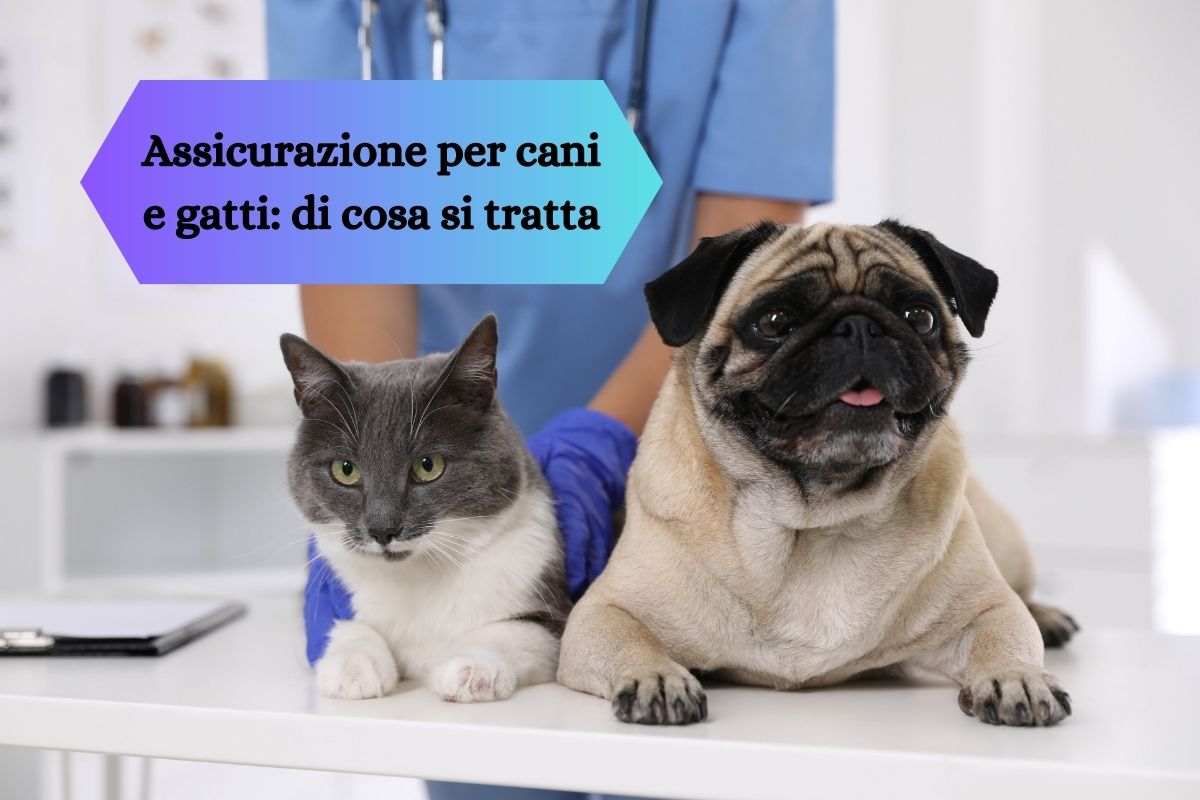 Assicurazione cani e gatti