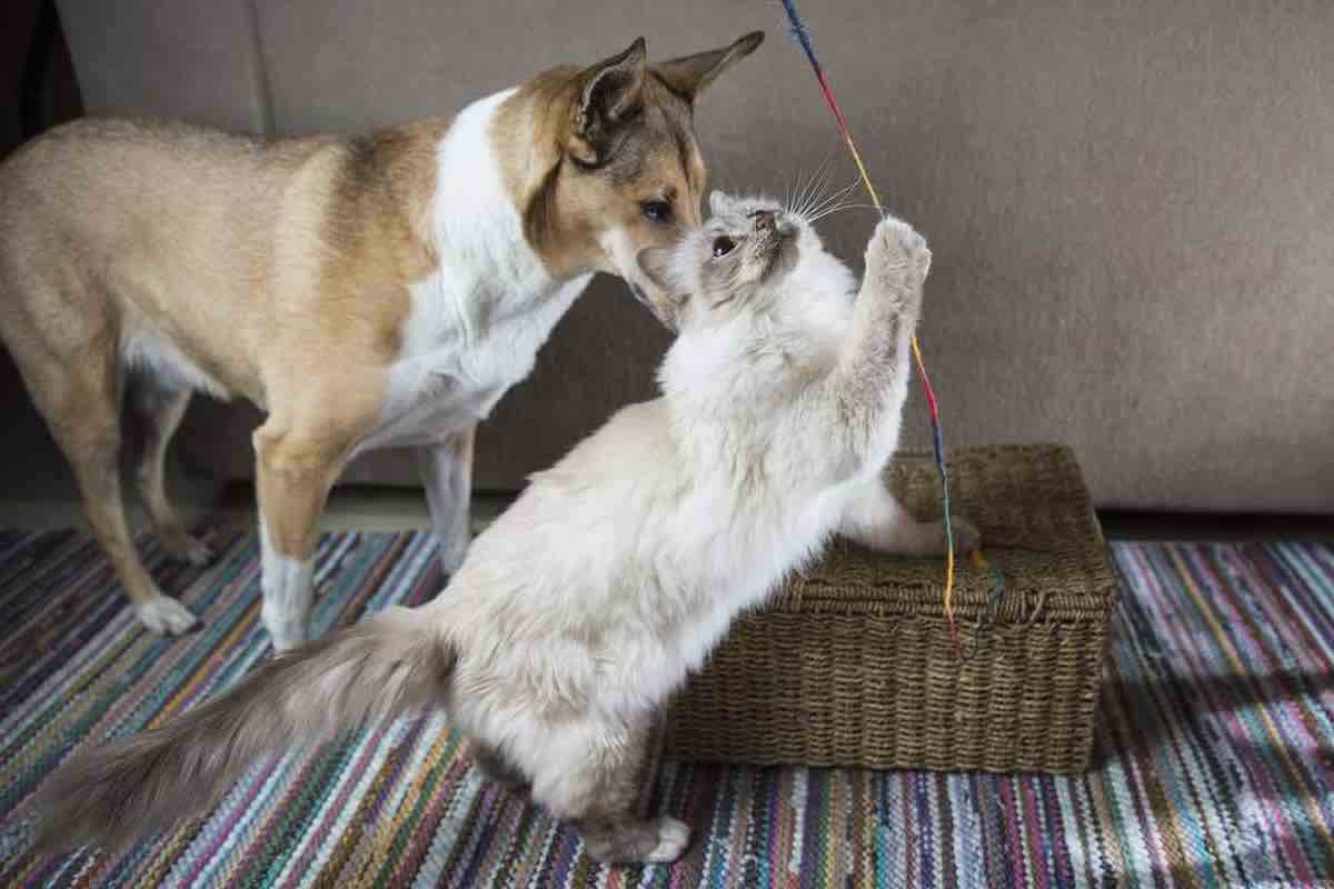 visite veterinario calo incentivi 