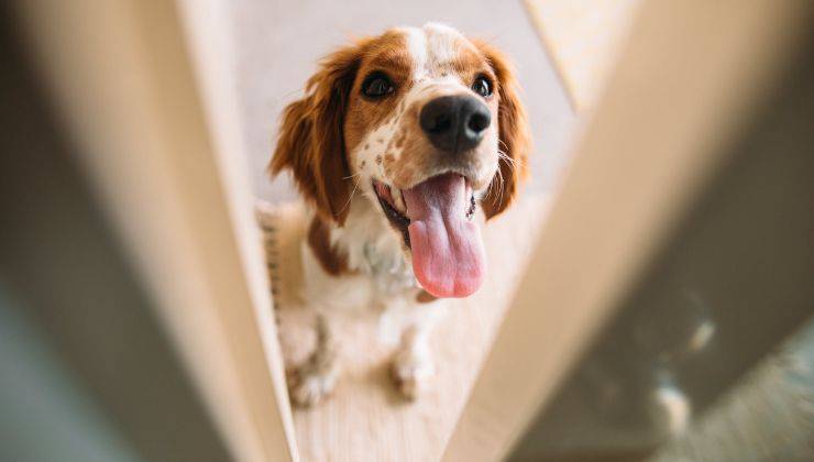 Cane fuori la porta