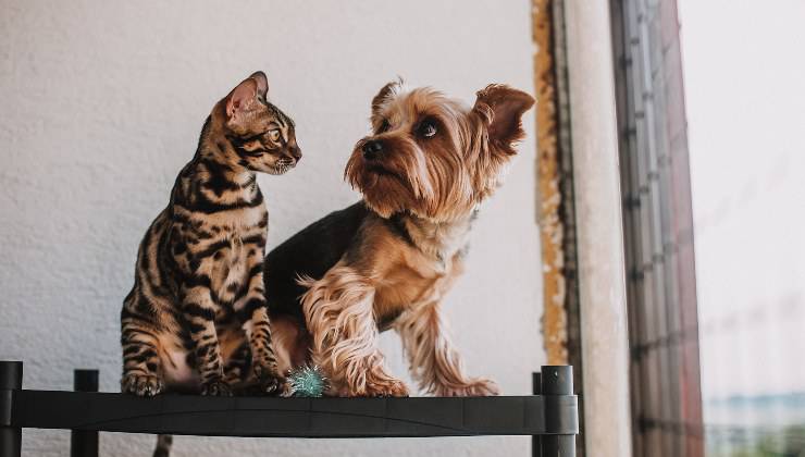 Cane e gatto si guardano