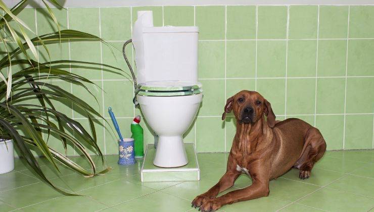 Cane in bagno